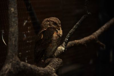 Close-up of lizard on wood at night