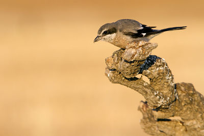 Close-up of bird perching on a branch