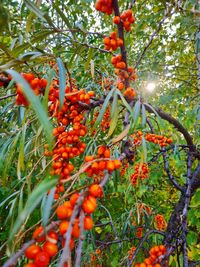 Low angle view of orange fruits on tree