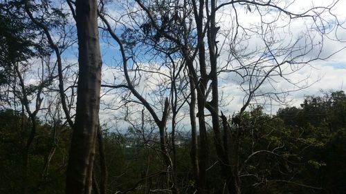 Bare trees in forest