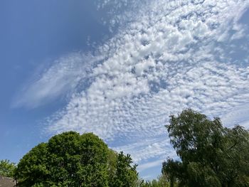 Low angle view of trees against sky