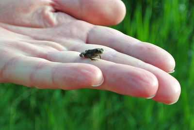 Close-up of hand holding frog 