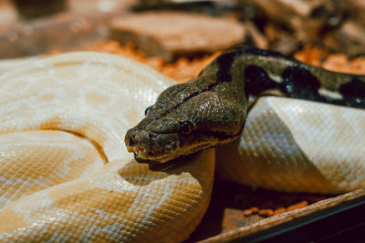 Close-up of snake