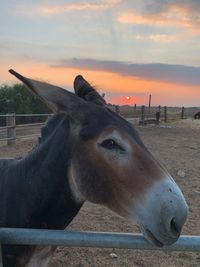 Close-up of horse in ranch against sky during sunset