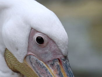 Close-up of a bird