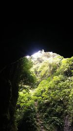Close-up of plants against sky at night