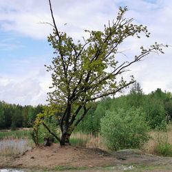 Trees on field against sky