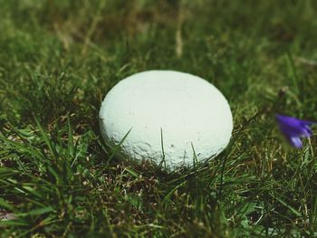 Close-up of grass growing on grassy field