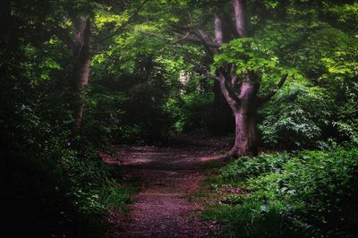 Trees growing in forest