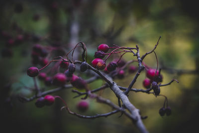 Close-up of berries growing on tree