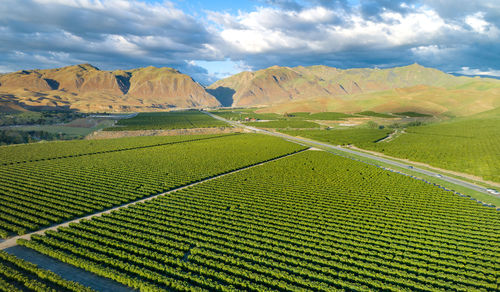 Olive plantation in bakersfield, california. beautiful sunset light