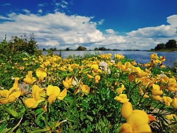 Close-up of yellow flowering plants on field against sky