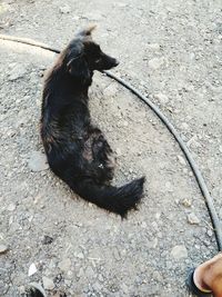 High angle view of black dog on street
