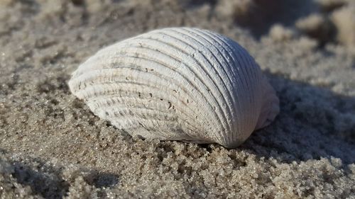 Close-up of seashell on beach