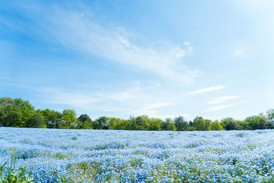 Hill of nemophila flowers, baby blue eyes flowers