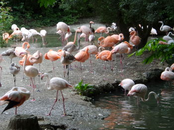 Birds in calm lake