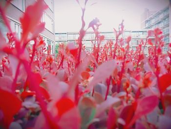 Red flowers against sky