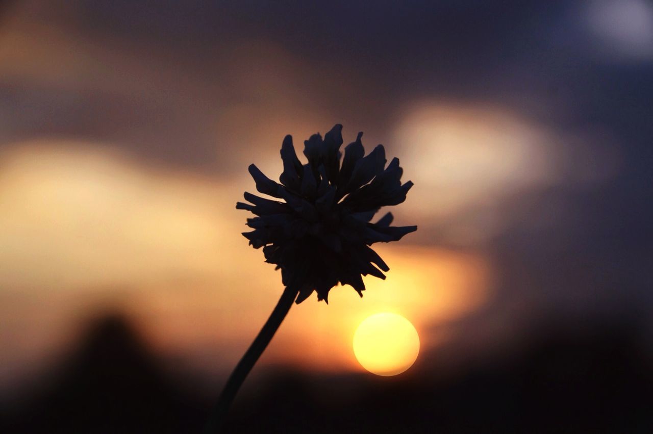 flower, focus on foreground, beauty in nature, growth, fragility, close-up, sunset, nature, stem, freshness, plant, sky, dandelion, flower head, selective focus, tranquility, sun, outdoors, single flower, bud