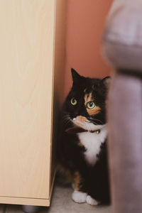 Portrait of cat by door at home