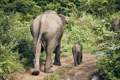 Elephants with calf on grassy field