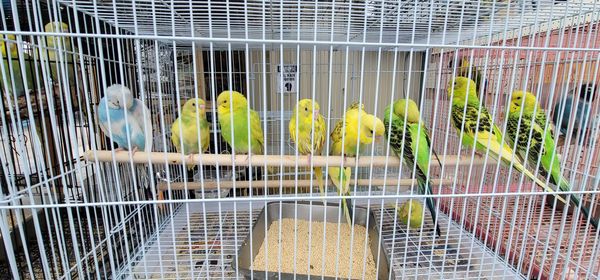 View of parrot in cage