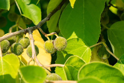 Close-up of plant