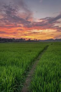 Scenic view of agricultural field against sky during sunset