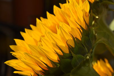 Close-up of yellow flower against blurred background