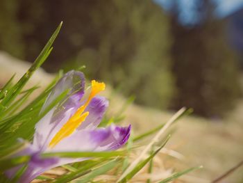 Close-up of purple crocus flower