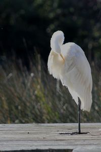 Bird perching on wood