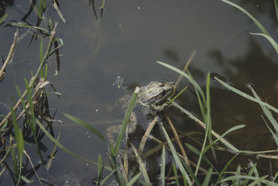 High angle view of turtle swimming in lake