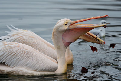 Pelicans in st james park in london 