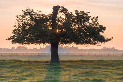 Trees on field against sky during sunset