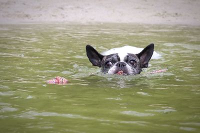Portrait of black dog swimming in lake