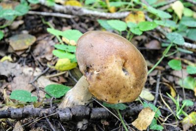 Close-up of mushroom on field