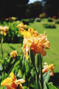 Close-up of flower in park