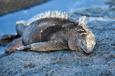 Close-up of crab on rock