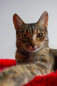 Close-up portrait of a cat