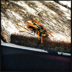 Close-up of insect on wood