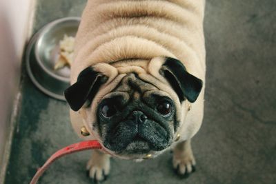 Close-up portrait of pug