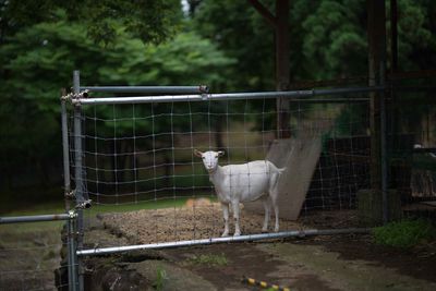 View of an animal pen