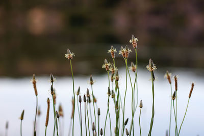 Close-up of plants against blurred background