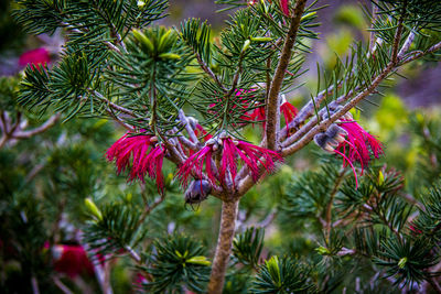 Low angle view of purple flowering plant