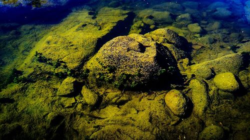 Close-up of turtle on rock by sea