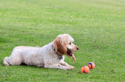 Dog playing with ball on field