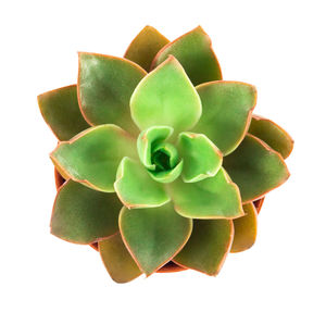 Close-up of succulent plant