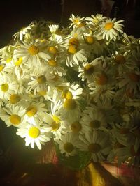 Close-up of white flowers