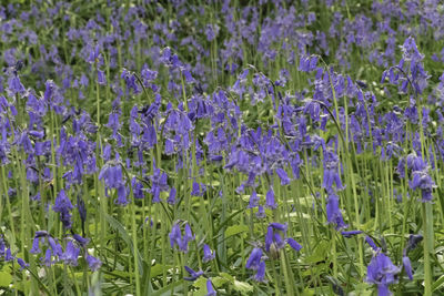 Close-up of purple flowering plants on field