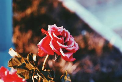 Close-up of red flower