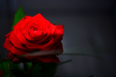 Close-up of red rose